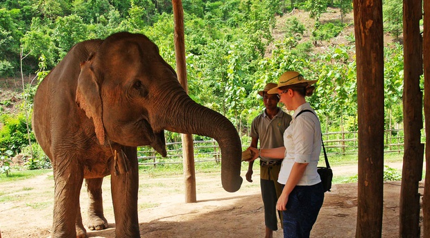 Elephant touching 